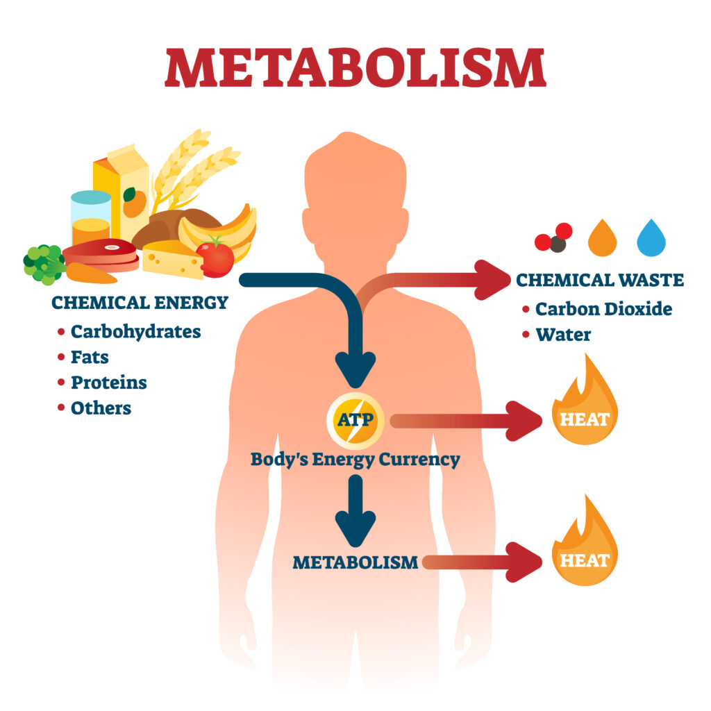 ATP Energy and Metabolism Diagram